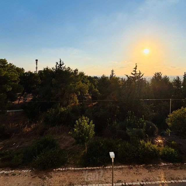 תאנה 22
