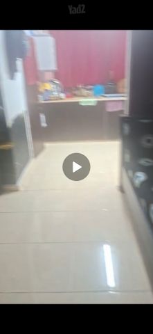 צבי אלון 11