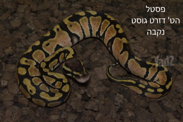 תמונת מודעה - חיות מחמד