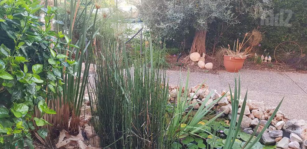 שלונסקי 40