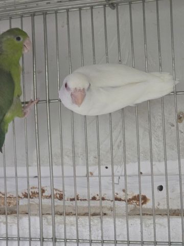 תמונת מודעה - חיות מחמד