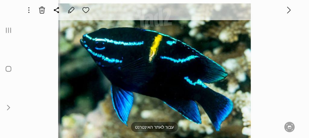 תמונת מודעה - חיות מחמד