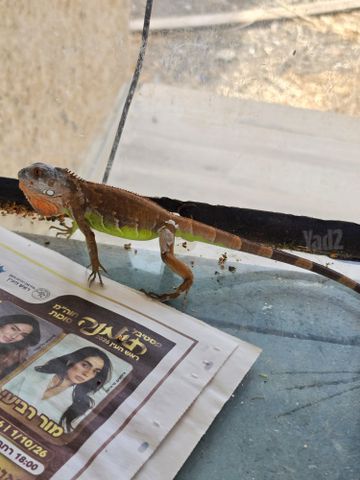 תמונת מודעה - חיות מחמד