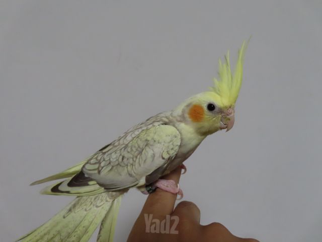 תמונת מודעה - חיות מחמד