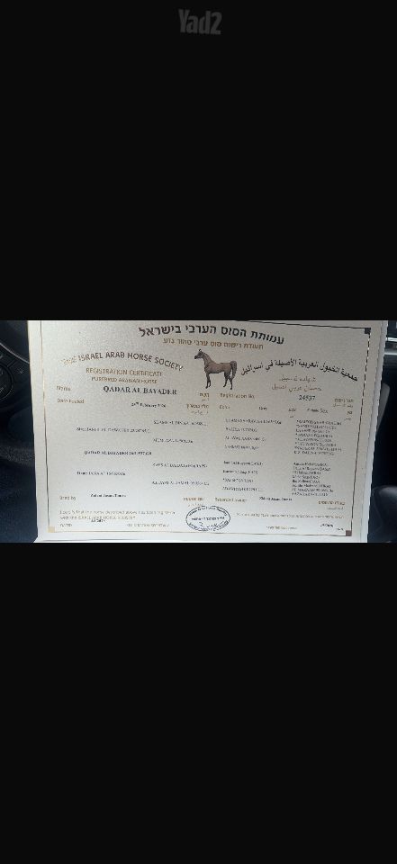 תמונת מודעה - חיות מחמד
