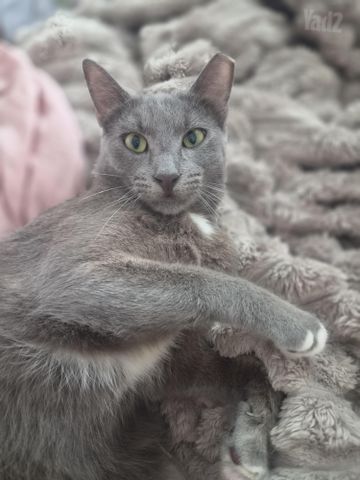 תמונת מודעה - חיות מחמד