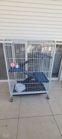 תמונת מודעה - חיות מחמד