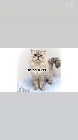 תמונת מודעה - חיות מחמד