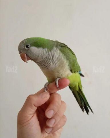 תמונת מודעה - חיות מחמד