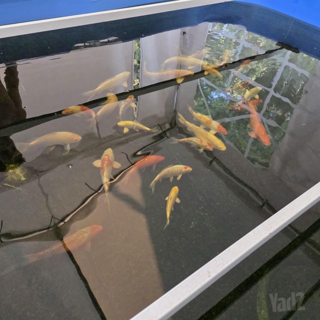 תמונת מודעה - חיות מחמד