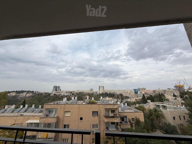 הארזים 