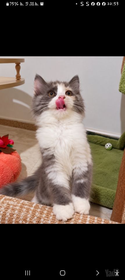 תמונת מודעה - חיות מחמד