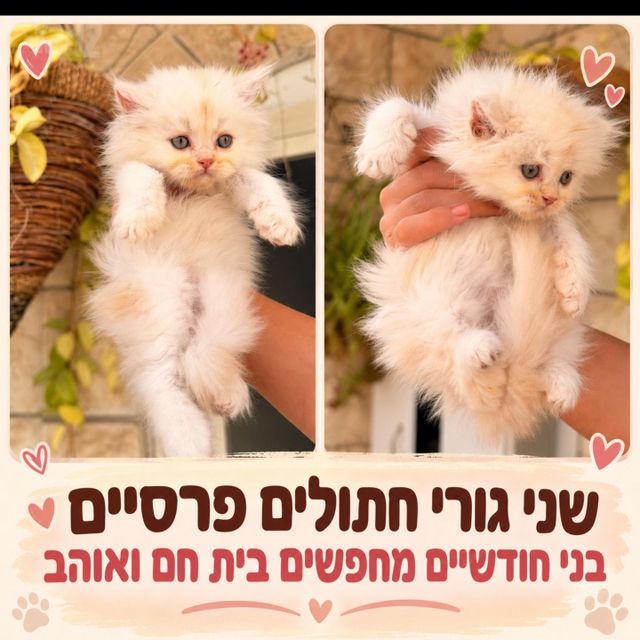 תמונת מודעה - חיות מחמד