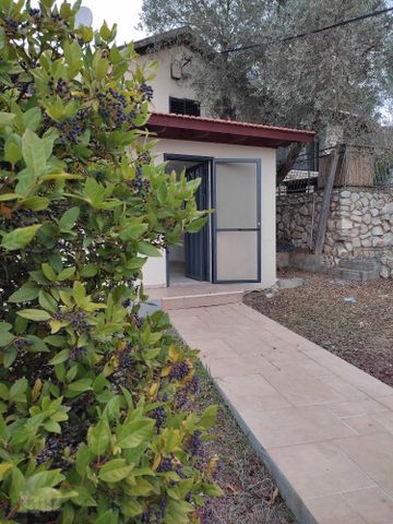 הדקלים 1