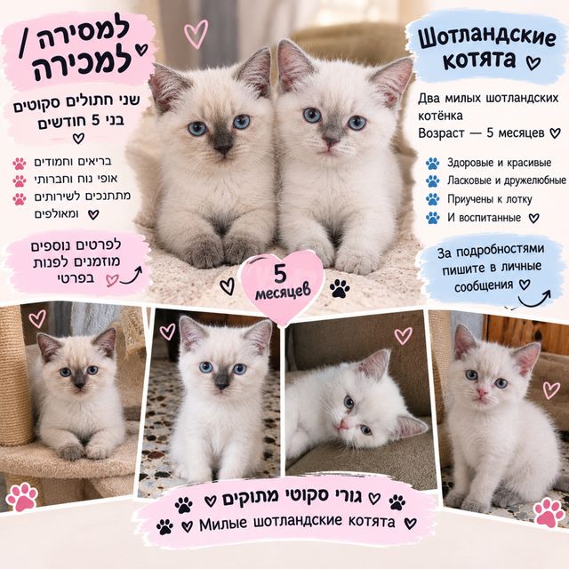 תמונת מודעה - חיות מחמד