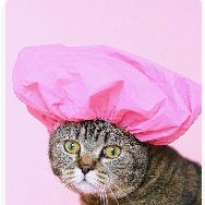 אוהד הג?ינג?י